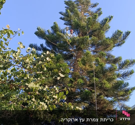 גזם עצים מקצועי עובד בגובה במרומי עץ מחטני גבוה